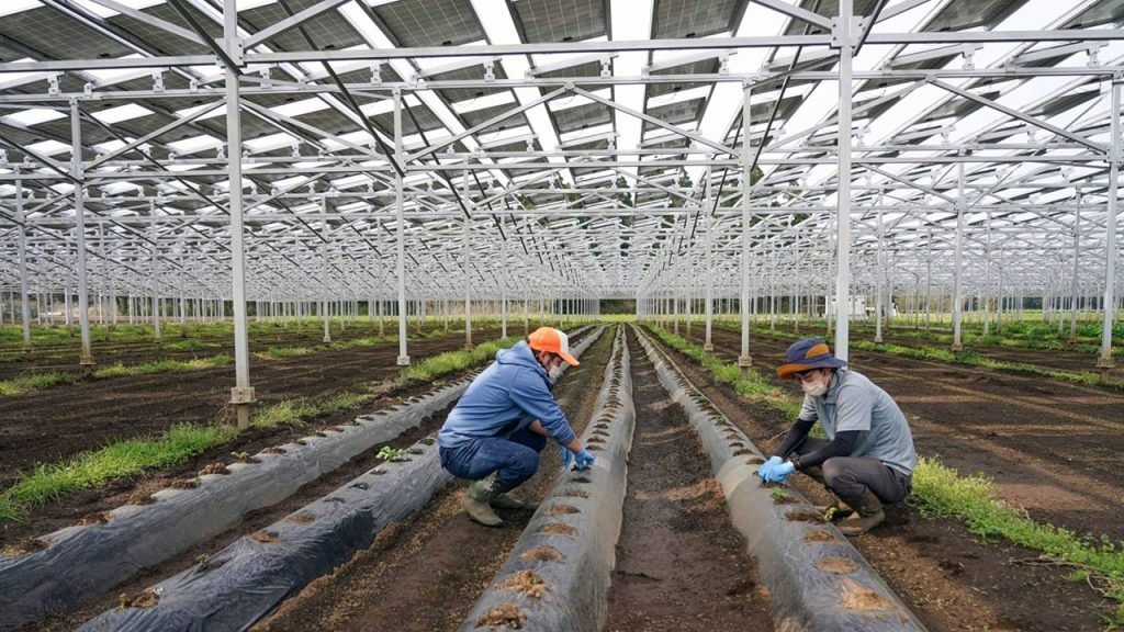 Agrivoltaics, Solar Farm, Farm Solar Systems